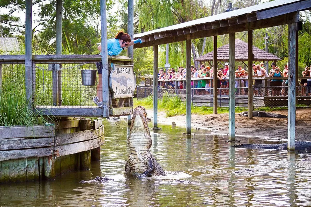 An action-filled exterior scene featuring a person feeding an alligator, surrounded by an excited crowd and a sign reading 'American Alligators.' The lively atmosphere captures a unique local wildlife experience that guests can encounter during their stay in North Myrtle Beach.